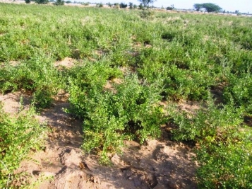 Our Henna Farm